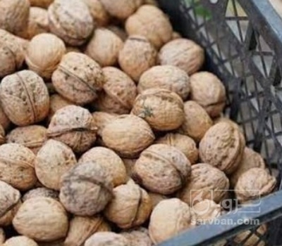 فروش گردو