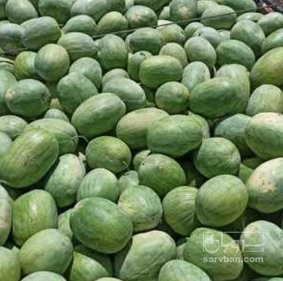 فروش هندوانه گاوی