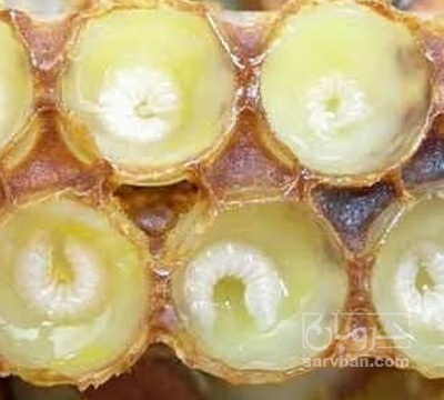 فروش ژل رویال