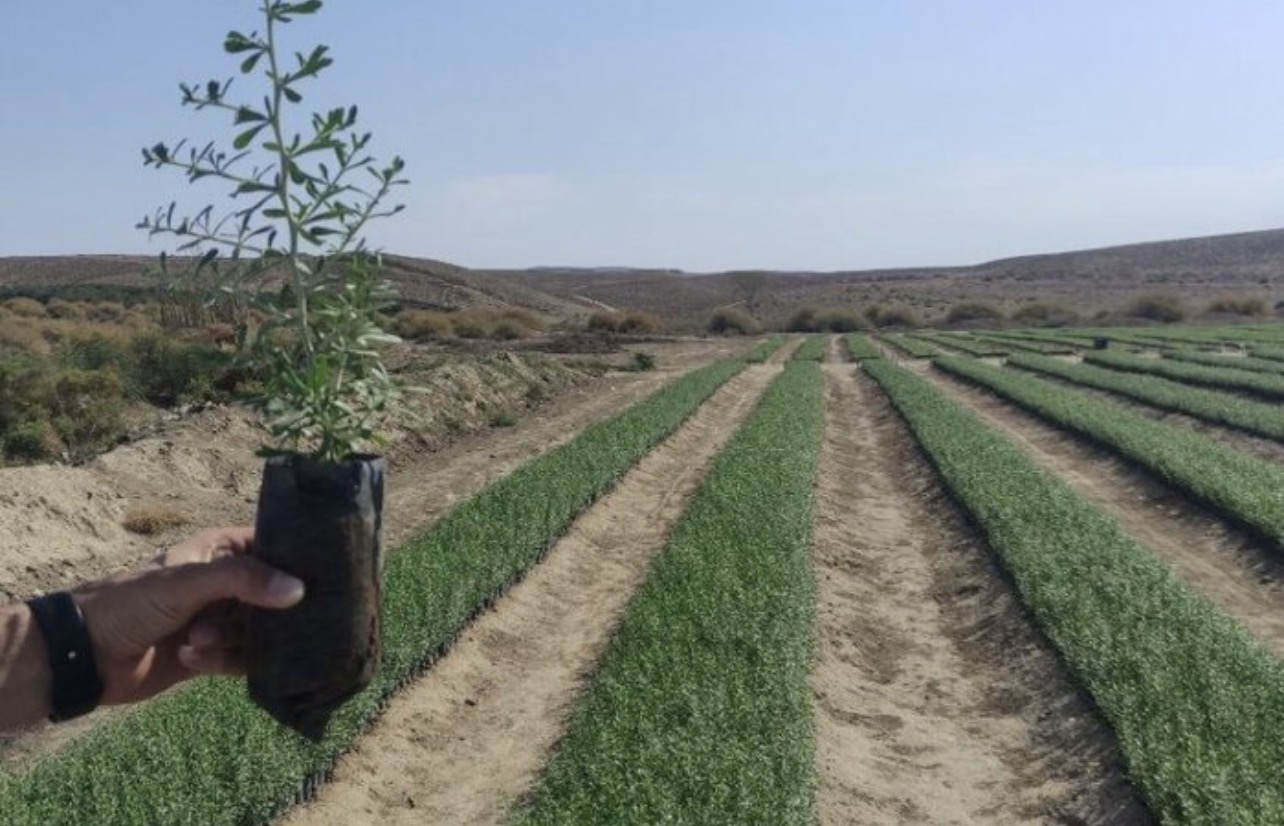 فروش نهال مرتعی طاق