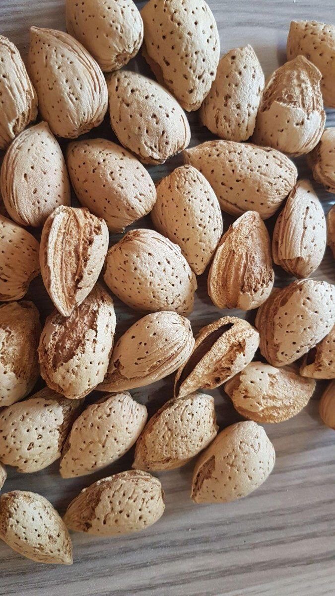 فروش بادام درختی