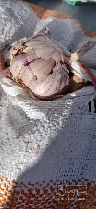 فروش سیر