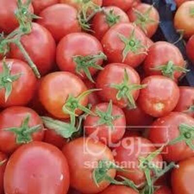 فروش گوجه فرنگی