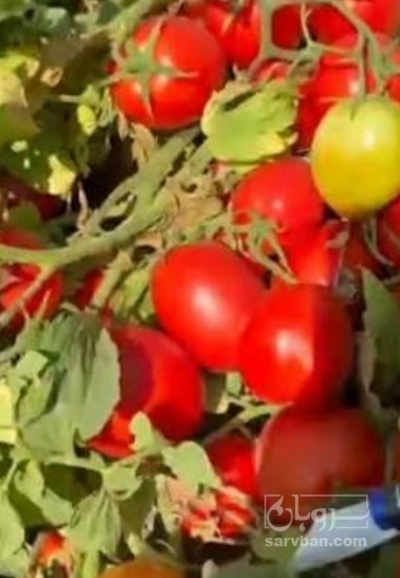 فروش گوجه فرنگی