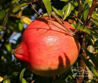 فروش انار