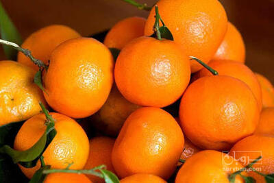 فروش نارنگی