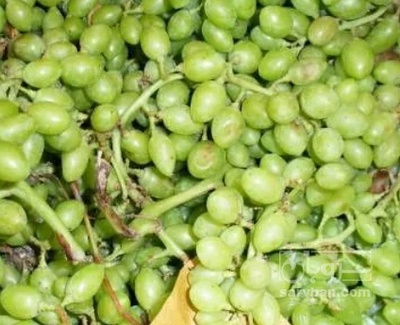 فروش غوره