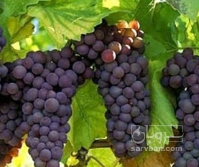 فروش انگور