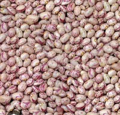 فروش لوبیا چیتی