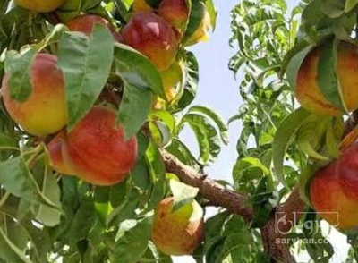 فروش شلیل