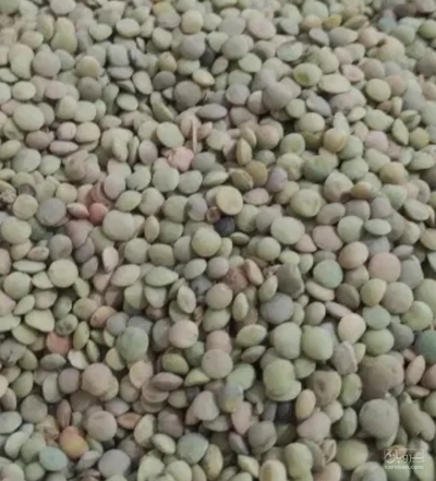 فروش عدس
