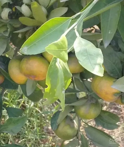 فروش نارنگی