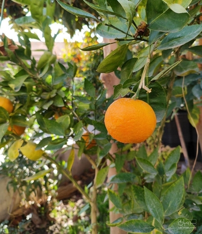فروش پرتقال