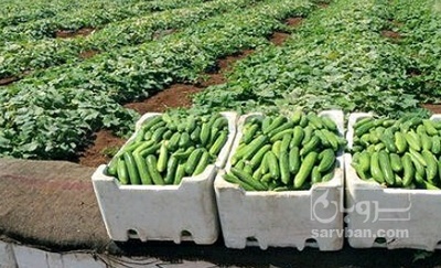 فروش خیار نول