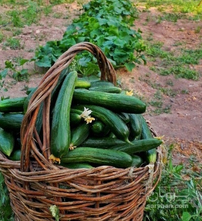 فروش خیار سالادی