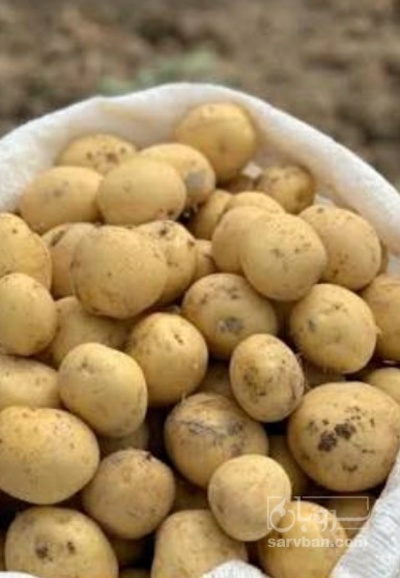 فروش سیب زمینی  بذری کارلیا