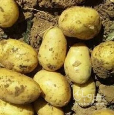 فروش سیب زمینی  بذری بامبا