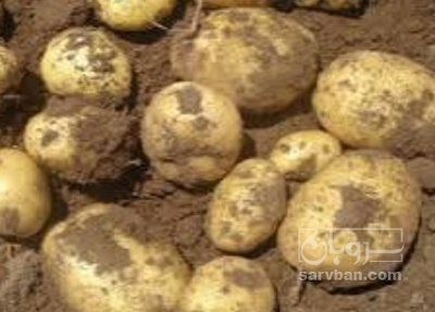 فروش سیب زمینی  بذری سانتا