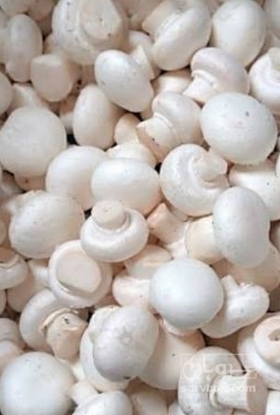 فروش قارچ دکمه ای