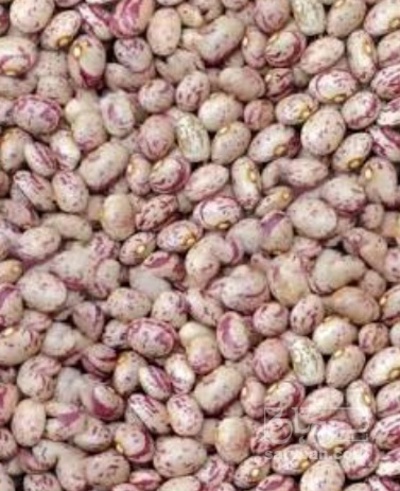 فروش لوبیا چیتی