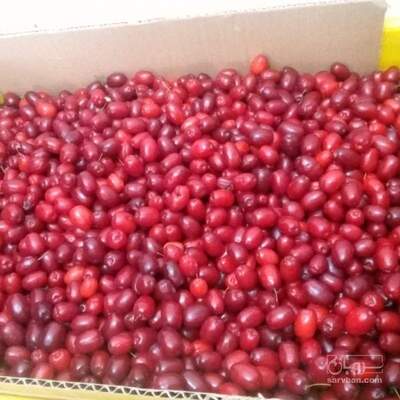 فروش  ذغال اخته منجمد