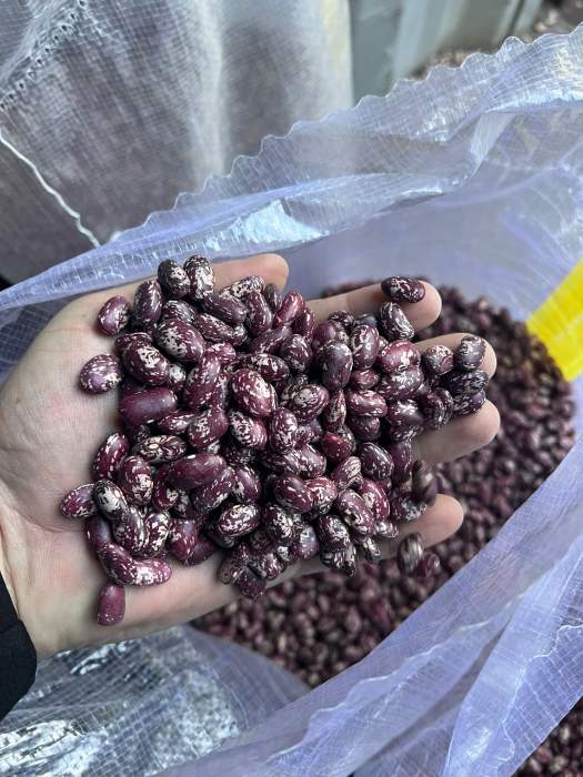 فروش لوبیا چیتی