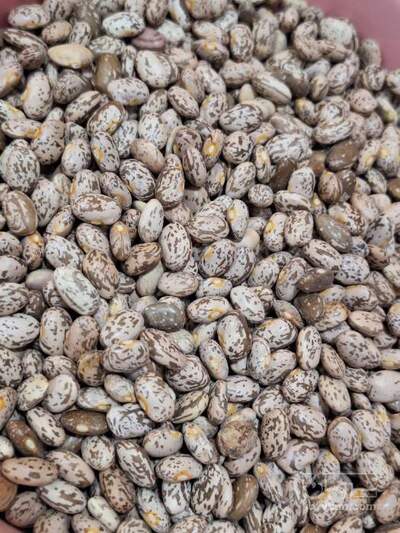 فروش لوبیا چیتی
