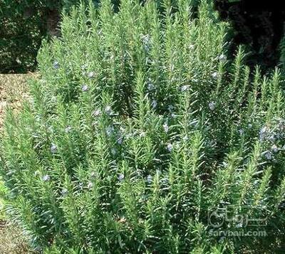 فروش رزماری (گیاه‌ دارویی)