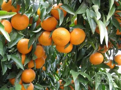فروش نارنگی
