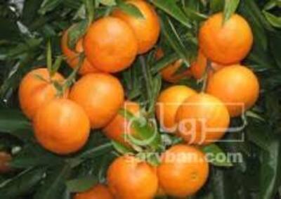 فروش نارنگی