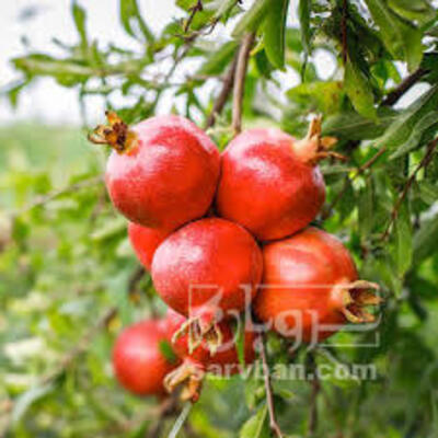 فروش انار