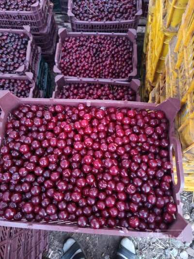 فروش آلبالو