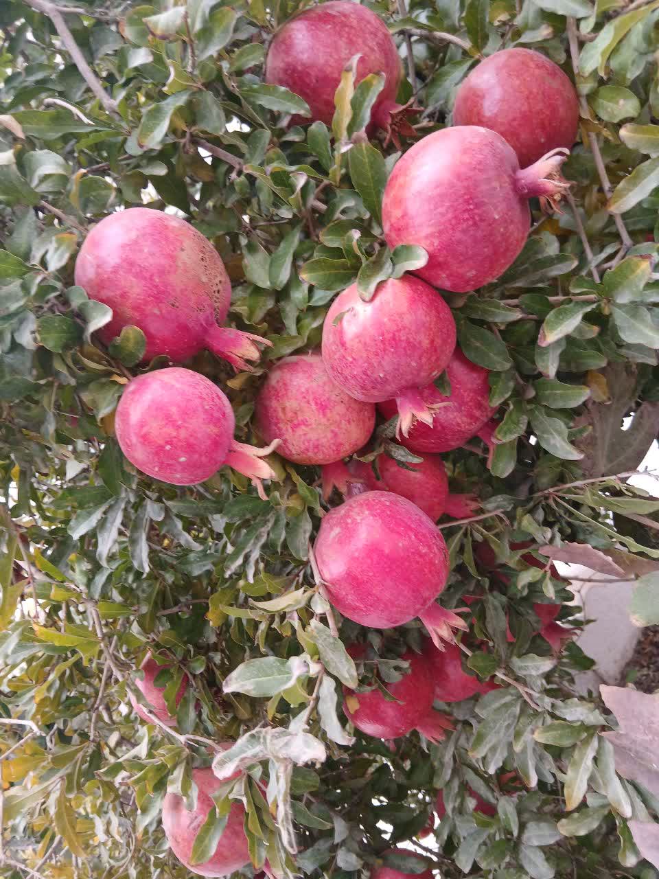 فروش انار