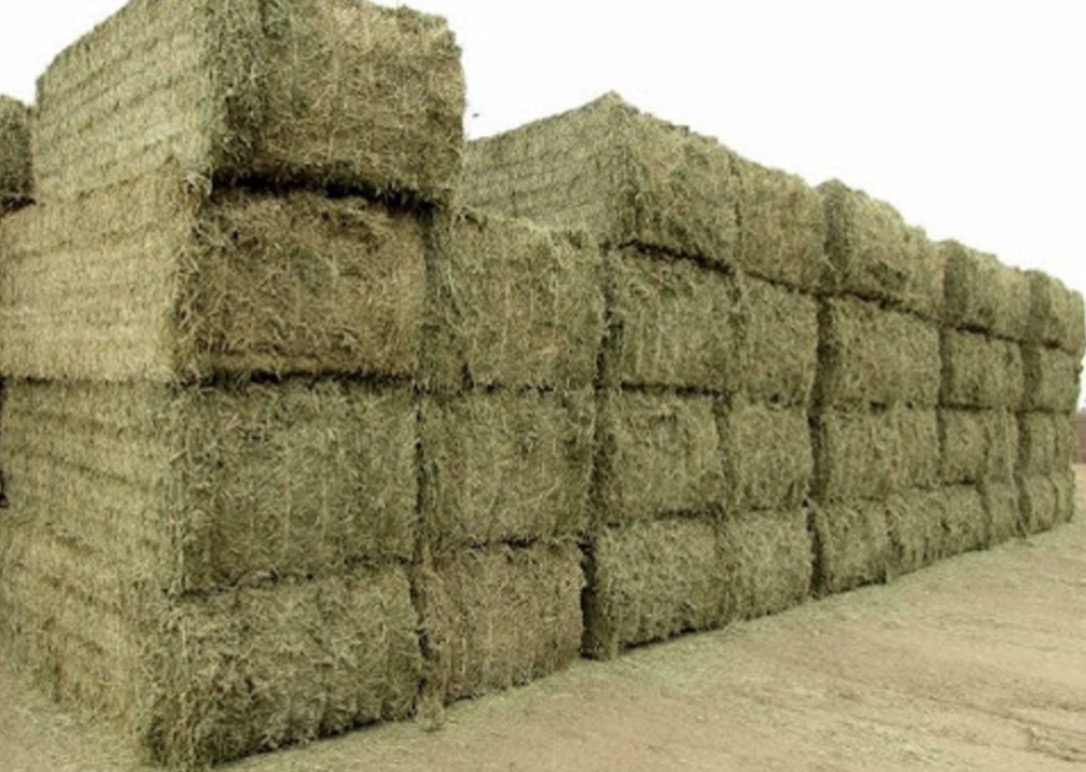 فروش یونجه