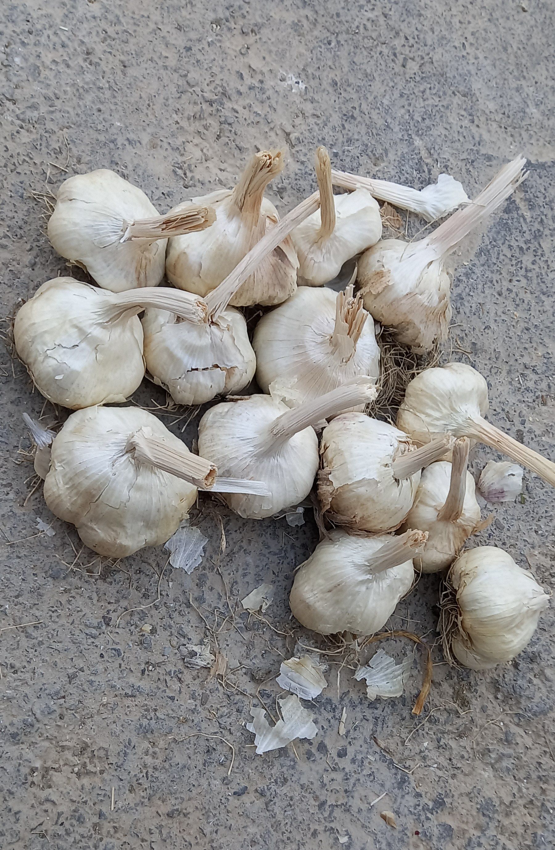 فروش سیر خشک -