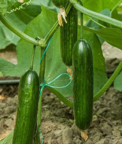 فروش خیار