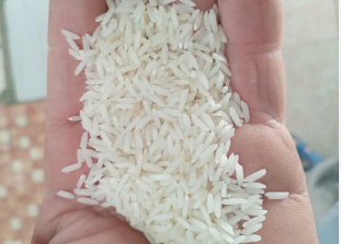 فروش  شالی برنج