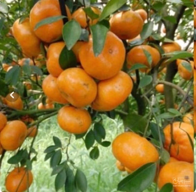 فروش نارنگی ژاپنی