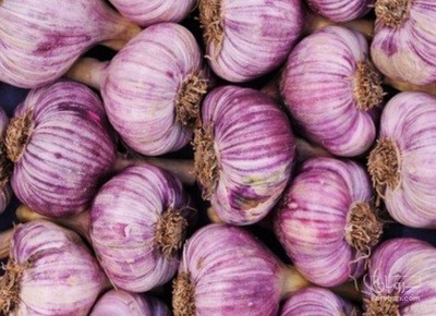 فروش سیر