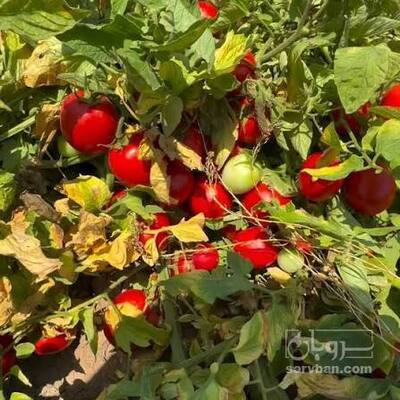 فروش گوجه فرنگی