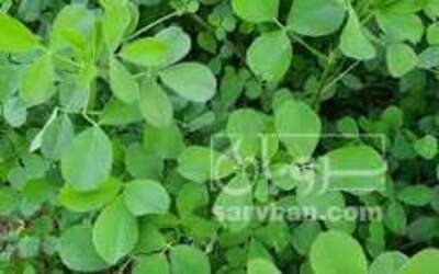 فروش یونجه