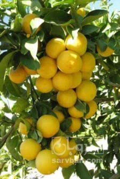 فروش لیمو شیرین