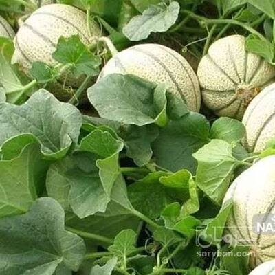 فروش طالبی