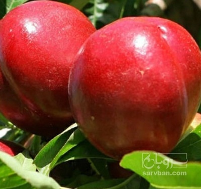 فروش شلیل
