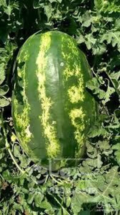 فروش هندوانه بیضی