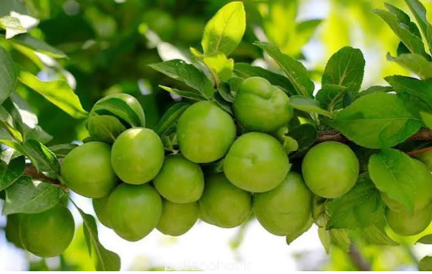 فروش گوجه سبز