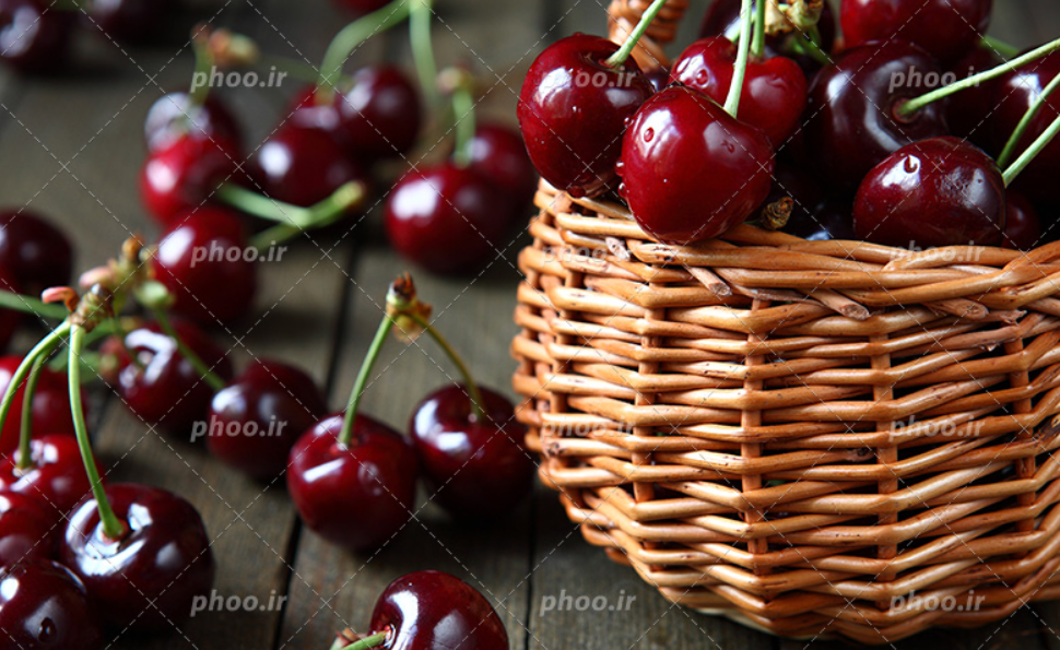 فروش آلبالو