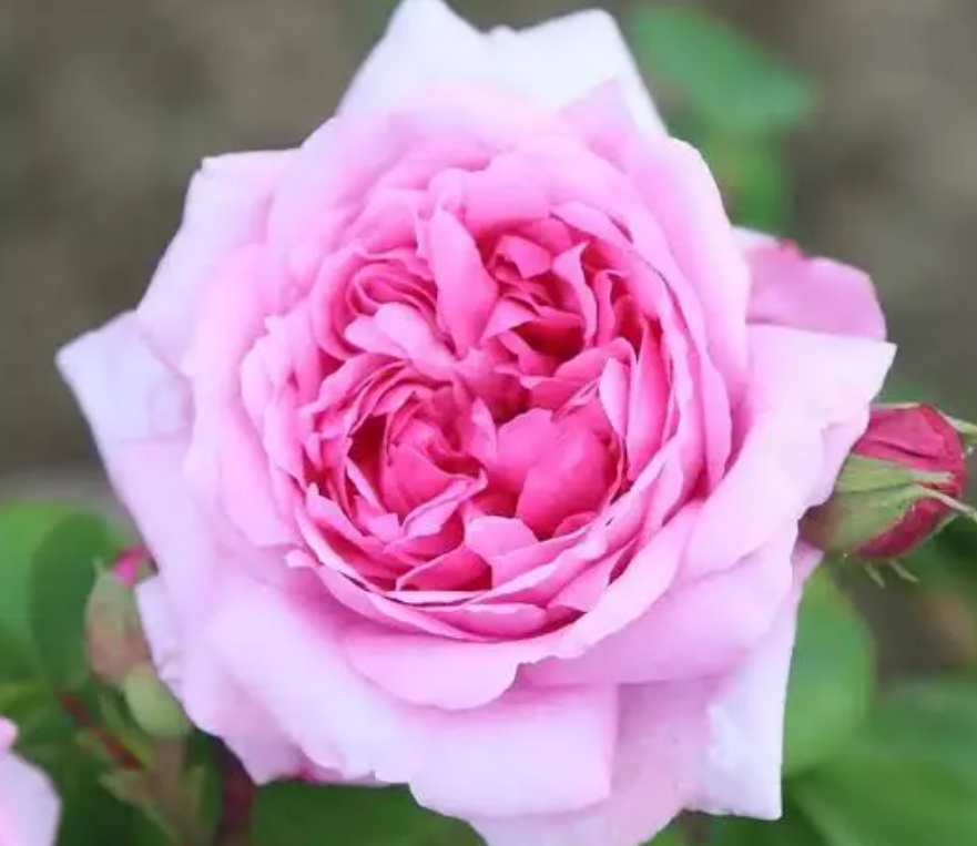 فروش گل محمدی (گیاه‌ دارویی)