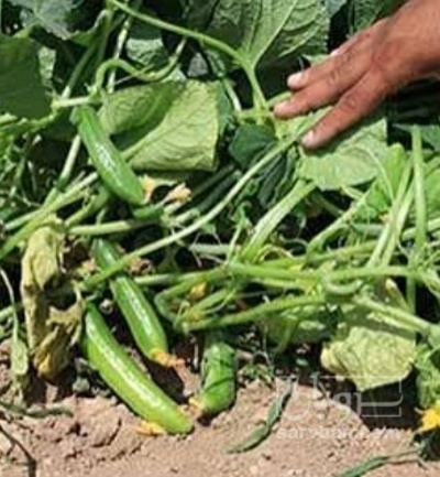 فروش خیار