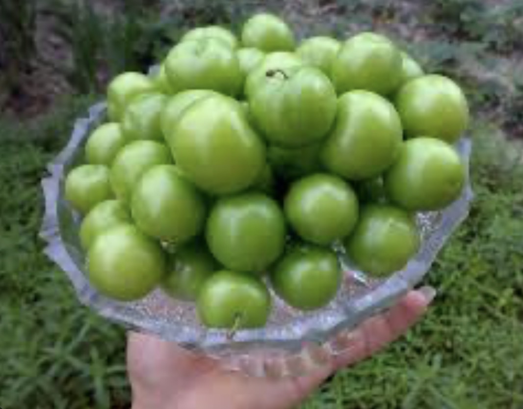 فروش آلوسبز